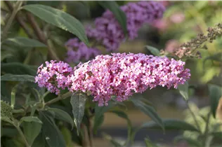 Buddleja davidii 'Pink Delight' - Sommerflieder 'Pink Delight'