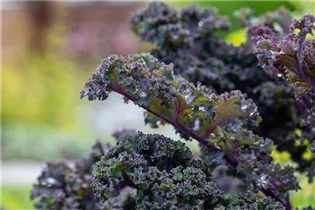 Brassica oleracea var. sabellica, rot - Grünkohl Brassica oleracea var. sabellica, rot - Grünkohl
