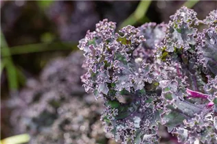 Brassica oleracea var. sabellica, rot - Grünkohl Brassica oleracea var. sabellica, rot - Grünkohl