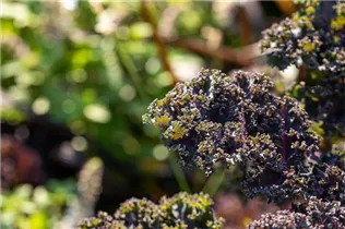Brassica oleracea var. sabellica, rot - Grünkohl Brassica oleracea var. sabellica, rot - Grünkohl