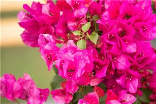 Bougainvillea spectabilis - Drillingsblume Bougainvillea spectabilis - Drillingsblume