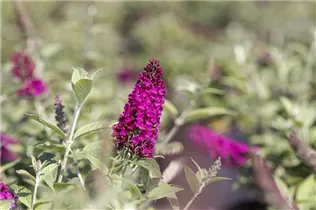 Buddleja davidii 'Red Chip'® - Schmetterlingsflieder 'Red Chip'® Buddleja davidii 'Red Chip'® - Schmetterlingsflieder 'Red Chip'®