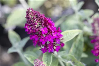 Buddleja davidii 'Red Chip'® - Schmetterlingsflieder 'Red Chip'® Buddleja davidii 'Red Chip'® - Schmetterlingsflieder 'Red Chip'®