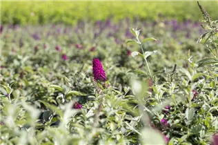 Buddleja davidii 'Red Chip'® - Schmetterlingsflieder 'Red Chip'® Buddleja davidii 'Red Chip'® - Schmetterlingsflieder 'Red Chip'®