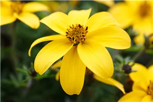 Bidens ferulifolia '2Teeth'® - Bidens ferulifolia '2Teeth'®