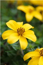 Bidens ferulifolia '2Teeth'® - Bidens ferulifolia '2Teeth'®