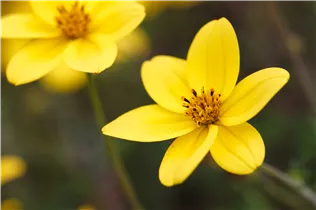 Bidens ferulifolia '2Teeth'® - Bidens ferulifolia '2Teeth'®