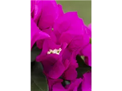 Bougainvillea 'Vera' - Drillingsblume 'Vera' Bougainvillea 'Vera' - Drillingsblume 'Vera'