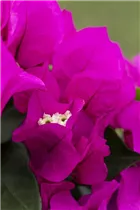 Bougainvillea 'Vera' - Drillingsblume 'Vera'