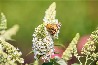 Buddleja davidii 'Reve de Papillon'® - Sommerflieder 'Reve de Papillon'®