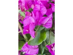 Bougainvillea 'Vera Purple' - Drillingsblume Bougainvillea 'Vera Purple' - Drillingsblume