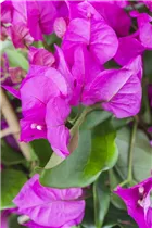 Bougainvillea 'Vera Purple' - Drillingsblume Bougainvillea 'Vera Purple' - Drillingsblume