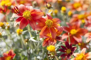 Bidens ferulifolia Bidy - Goldmarie Bidens ferulifolia Bidy - Goldmarie