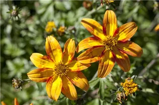 Bidens ferulifolia Bidy - Goldmarie Bidens ferulifolia Bidy - Goldmarie