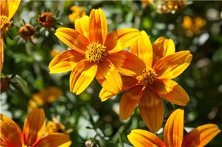 Bidens ferulifolia Bidy - Goldmarie Bidens ferulifolia Bidy - Goldmarie