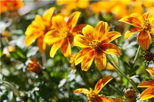 Bidens ferulifolia Bidy - Goldmarie Bidens ferulifolia Bidy - Goldmarie