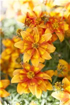 Bidens ferulifolia Bidy - Goldmarie Bidens ferulifolia Bidy - Goldmarie