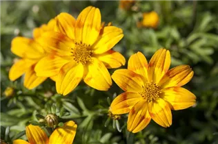 Bidens ferulifolia Bidy - Goldmarie Bidens ferulifolia Bidy - Goldmarie