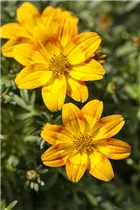 Bidens ferulifolia Bidy - Goldmarie Bidens ferulifolia Bidy - Goldmarie
