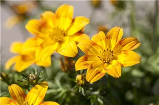 Bidens ferulifolia Bidy - Goldmarie Bidens ferulifolia Bidy - Goldmarie