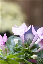 Bouvardia - Bouvardie Bouvardia - Bouvardie