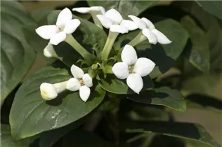 Bouvardia - Bouvardie Bouvardia - Bouvardie