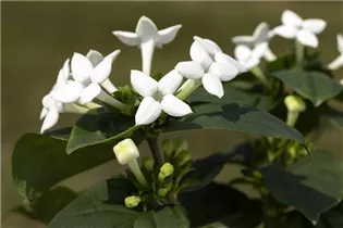 Bouvardia - Bouvardie Bouvardia - Bouvardie