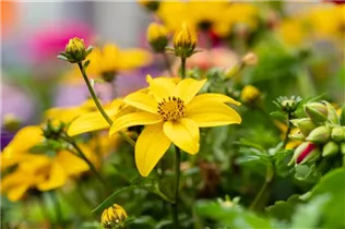 Bidens ferulifolia 'Bidy Gonzales' - Goldmarie 'Bidy Gonzales' Bidens ferulifolia 'Bidy Gonzales' - Goldmarie 'Bidy Gonzales'