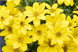 Bidens ferulifolia 'Eldoro'® - Goldmarie 'Eldoro'®