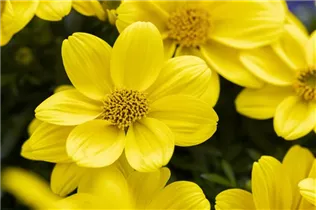 Bidens ferulifolia 'Eldoro'® - Goldmarie 'Eldoro'®