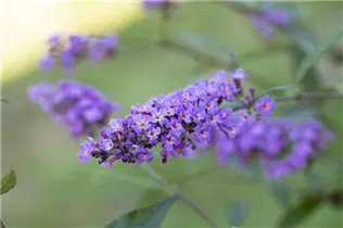 Buddleja davidii 'Summer Lounge'® - Buddleja davidii 'Summer Lounge'®