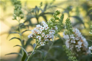 Buddleja davidii 'Summer Lounge'® - Buddleja davidii 'Summer Lounge'®
