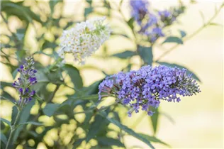 Buddleja davidii 'Summer Lounge'® - Buddleja davidii 'Summer Lounge'®