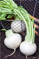 Brassica rapa subsp. rapa var. majalis - Mairübe