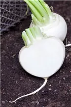 Brassica rapa subsp. rapa var. majalis - Mairübe