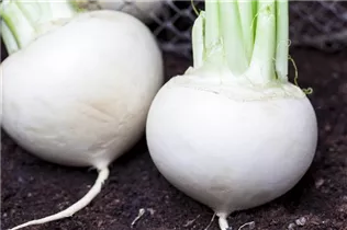 Brassica rapa subsp. rapa var. majalis - Mairübe