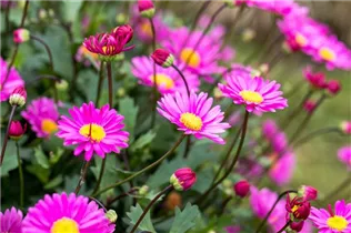 Brachyscome angustifolia 'Fresco'® - Gänseblümchen 'Fresco'® Brachyscome angustifolia 'Fresco'® - Gänseblümchen 'Fresco'®