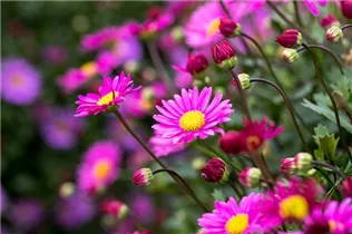 Brachyscome angustifolia 'Fresco'® - Gänseblümchen 'Fresco'® Brachyscome angustifolia 'Fresco'® - Gänseblümchen 'Fresco'®