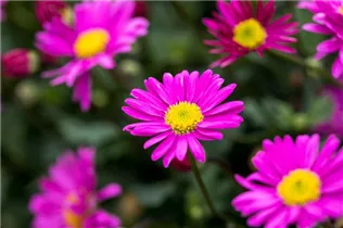 Brachyscome angustifolia 'Fresco'® - Gänseblümchen 'Fresco'® Brachyscome angustifolia 'Fresco'® - Gänseblümchen 'Fresco'®