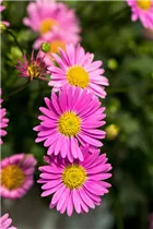 Brachyscome angustifolia 'Fresco'® - Gänseblümchen 'Fresco'® Brachyscome angustifolia 'Fresco'® - Gänseblümchen 'Fresco'®