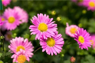 Brachyscome angustifolia 'Fresco'® - Gänseblümchen 'Fresco'® Brachyscome angustifolia 'Fresco'® - Gänseblümchen 'Fresco'®