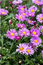 Brachyscome angustifolia 'Fresco'® - Gänseblümchen 'Fresco'® Brachyscome angustifolia 'Fresco'® - Gänseblümchen 'Fresco'®