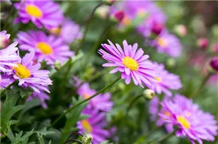 Brachyscome angustifolia 'Fresco'® - Gänseblümchen 'Fresco'® Brachyscome angustifolia 'Fresco'® - Gänseblümchen 'Fresco'®