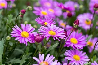 Brachyscome angustifolia 'Fresco'® - Gänseblümchen 'Fresco'® Brachyscome angustifolia 'Fresco'® - Gänseblümchen 'Fresco'®