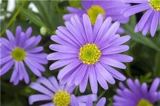 Brachyscome iberidifolia - Blaues Gänseblümchen Brachyscome iberidifolia - Blaues Gänseblümchen