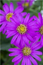 Brachyscome iberidifolia - Blaues Gänseblümchen Brachyscome iberidifolia - Blaues Gänseblümchen