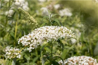 Buddleja davidii 'White Chip'(s) - Zwerg-Sommerflieder 'White Chip'