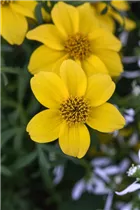 Bidens ferulifolia 'Golden Sun'(s) - Zweizahn Bidens ferulifolia 'Golden Sun'(s) - Zweizahn