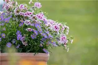 Brachyscome multifida 'Mauve Delight' - Blaues Gänseblümchen 'Mauve Delight' Brachyscome multifida 'Mauve Delight' - Blaues Gänseblümchen 'Mauve Delight'