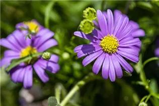 Brachyscome multifida 'Mauve Delight' - Blaues Gänseblümchen 'Mauve Delight' Brachyscome multifida 'Mauve Delight' - Blaues Gänseblümchen 'Mauve Delight'